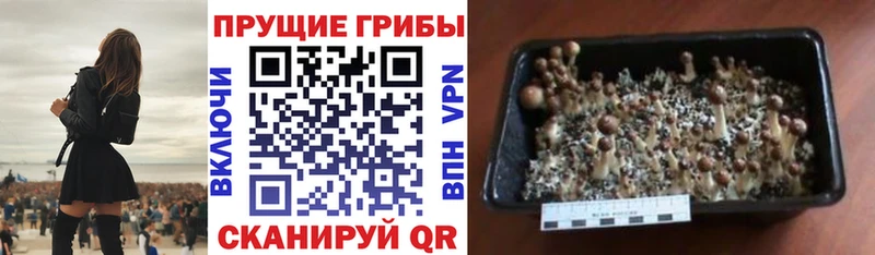 Купить закладки  Кольчугино  Псилоцибиновые грибы Psilocybe 